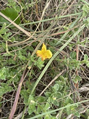 Oenothera drummondii