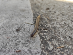Pachyiulus flavipes