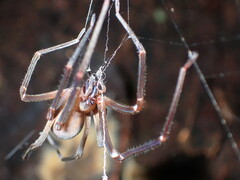 Progradungula otwayensis