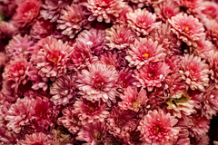 Chrysanthemum morifolium