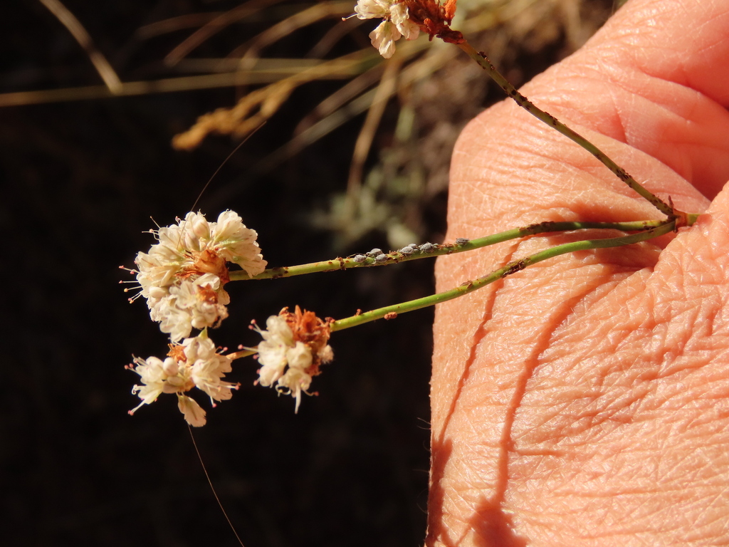 Naked Buckwheat From Linn County Or Usa On September 08 2022 At 03