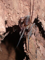 Progradungula otwayensis