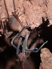 Progradungula otwayensis