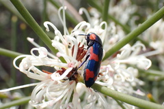 Castiarina grata