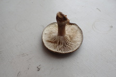 Melanoleuca malenconii