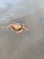 Ovalipes australiensis