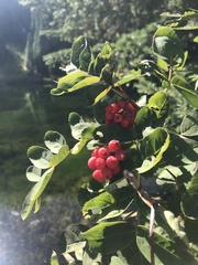 Sorbus scopulina
