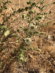 Blepharizonia plumosa