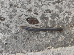 Pachyiulus flavipes
