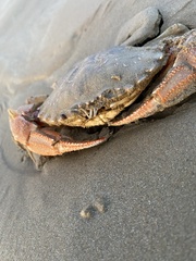 Ovalipes australiensis