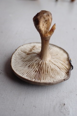 Melanoleuca malenconii