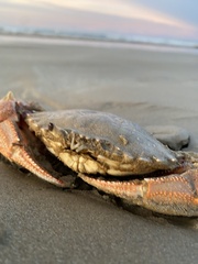 Ovalipes australiensis