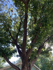 Quercus