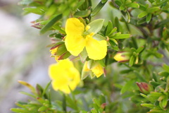 Hibbertia