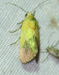 Ponometia semiflava