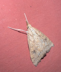 Udea profundalis