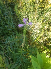 Physostegia virginiana