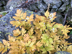 Actaea rubra neglecta