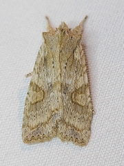 Lithophane bethunei