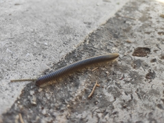 Pachyiulus flavipes