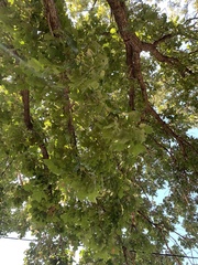 Quercus