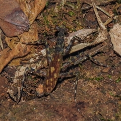 Liturgusa maya
