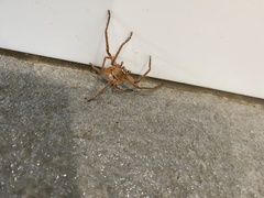 Neosparassus diana
