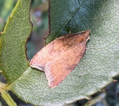 Acleris rhombana
