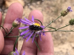 Acmaeodera rubronotata