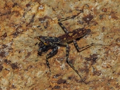 Liturgusa maya