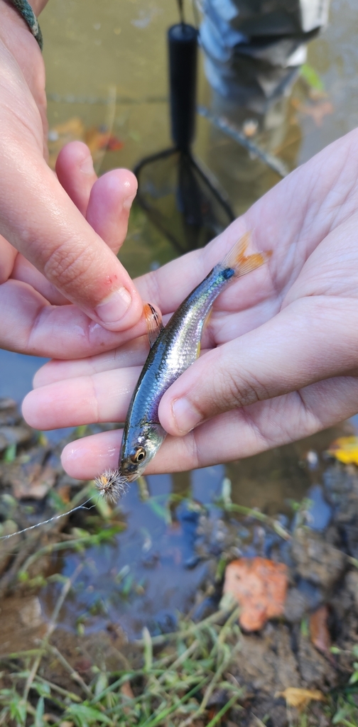 Tricolor Shiner from East Ellijay, GA 30540, USA on October 2, 2022 by