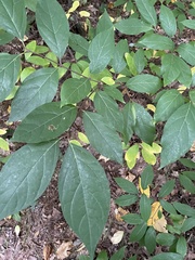 Calycanthus floridus