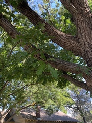 Quercus
