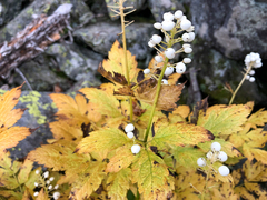 Actaea rubra neglecta