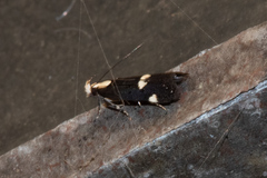 Chionodes phalacra