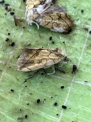 Basilodes pepita