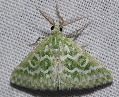 Thetidia plusiaria