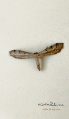 Euacidalia brownsvillea
