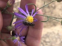 Acmaeodera rubronotata