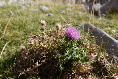 Carduus defloratus carlinifolius