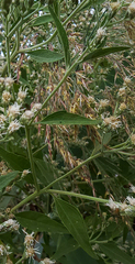 Eupatorium serotinum