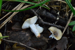 Russula insignis
