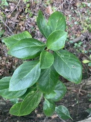 Hydrangea barbara