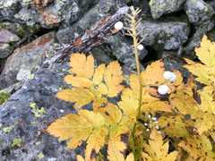 Actaea rubra neglecta