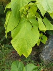 Catalpa speciosa