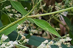 Eupatorium serotinum