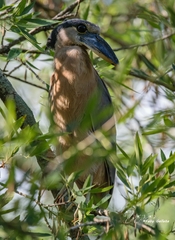 Cochlearius cochlearius