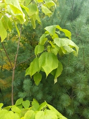 Catalpa speciosa