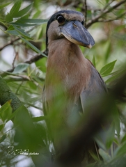 Cochlearius cochlearius