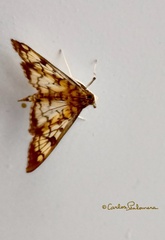 Mimorista subcostalis
